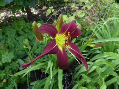 Hemerocallis 'Kachina Dancer' 200630k.jpg