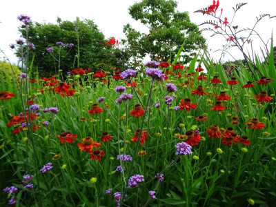 Helenium Moerheim Beauty Juli 2020.JPG