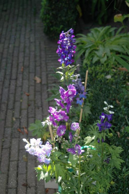 A5248_Large.JPG