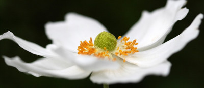 St_Anemone040907.jpg