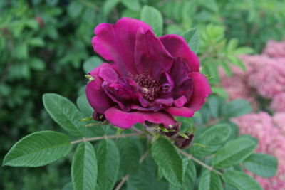 Rotes-Phanomen-1.jpg