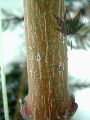 acer_rufinerve_winterbark.jpg
