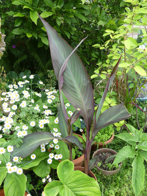 2020-07-01 Canna 'Birds of Paradise'.jpg