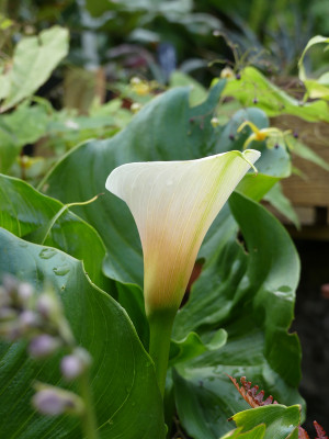 2020-07-01 Zantedeschia aethiopica 'Marshmallow' 2.jpg