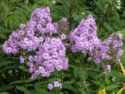 2020-07-01 Phlox 'Henki' 1.jpg