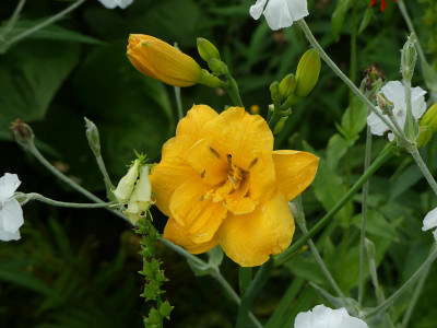 2020-07-01 Hemerocallis 'Coronation 'Gold'.jpg