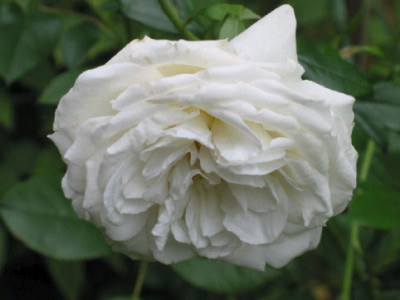 Ledrebourg_Aug_07.jpg