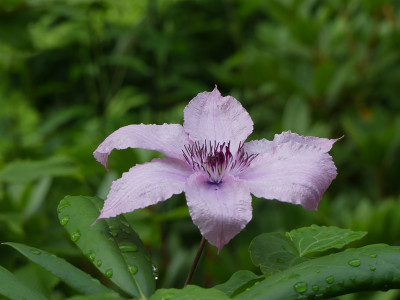2020-07-01 Clematis.jpg