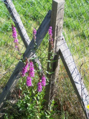 100_0615_Epilobium_WW-half.jpg