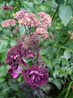 Burgundy_Ice_Sedum.JPG