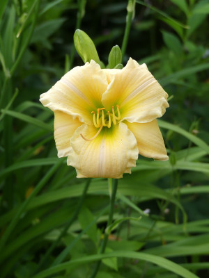 2020-06-30 Hemerocallis 'Yamashita'.jpg