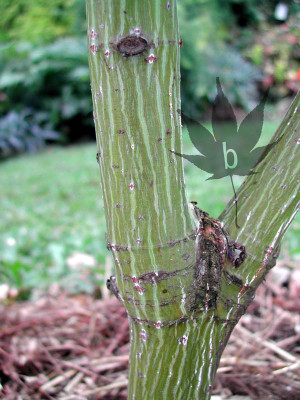 acer_rufinerve_summerbark.jpg