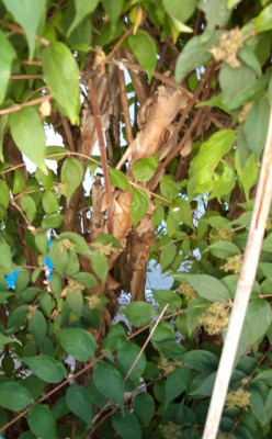20200701c.jpg
