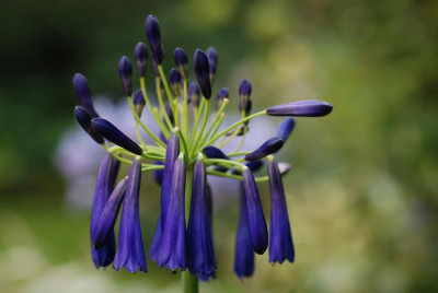Aga-inapertus-pendula.jpg