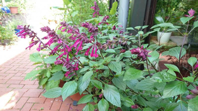 Salvia.JPG