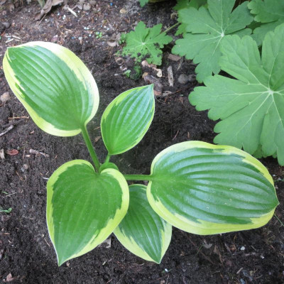 Hosta 'Queen Josephine'_7897 - Arbeitskopie 2.JPG