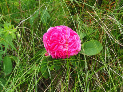 Rosa gallica 'Charles de Mills' zwischen Gräsern P6090025.JPG
