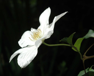 A5367a_Large.JPG
