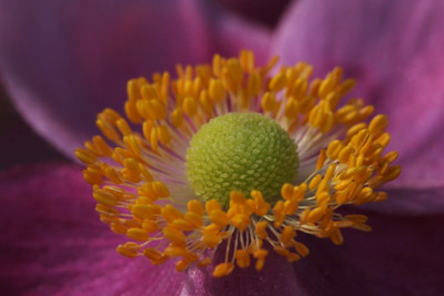Anemone-rosa-ganz-nah.jpg