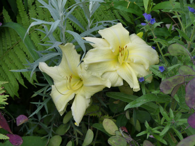 2020-07-02 Hemerocallis 'White Temptation' 1.jpg