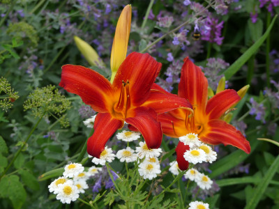 2020-07-02 Hemerocallis 'Shining Plumage' 1.jpg