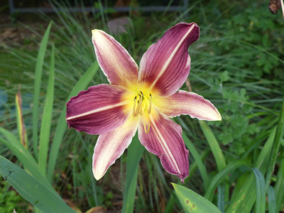 2020-07-02 Hemerocallis Sämling1.jpg