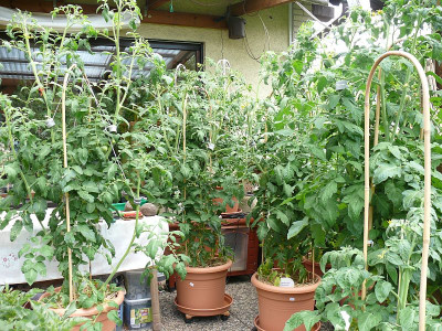 200629_Tomaten_3.jpg