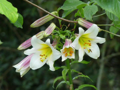 2020-06-30 Lilium regale 1.jpg