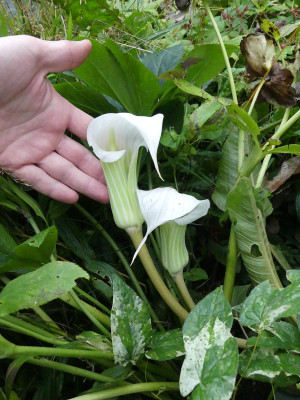 2020-07-02 Arisaema candidissimum.jpg