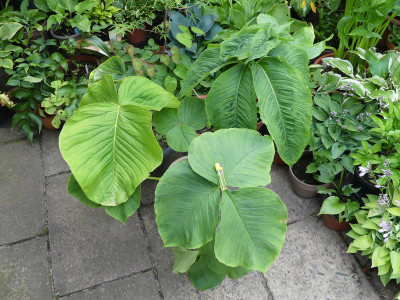 2020-07-02 Typhonium Arisaema.jpg