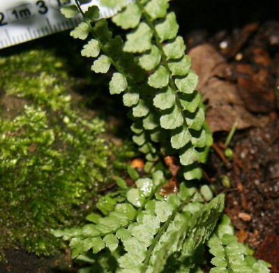 FarnIMG_0847jpg.jpg