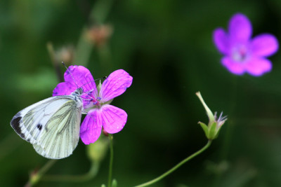 Kohlweiling-auf-Geranium.jpg