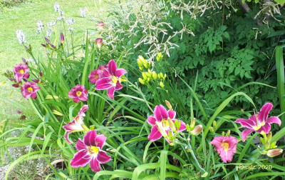 Gartenimpression 20200702.jpg