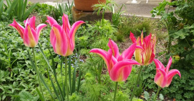 Tulipa_Virichic_20200413_092621b.jpg