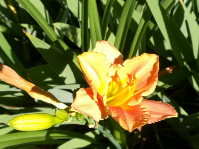 Hemerocallis_Ming_Porcelaine_20200701_083417b.jpg