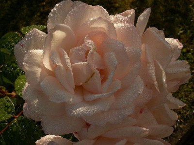 martine-pur.jpg