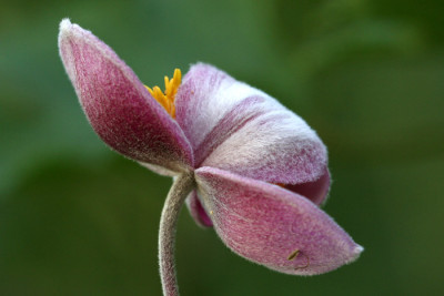 Herbstanemone-Versuch-2-c.jpg
