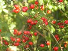 Rosa_rubiginosa_HB.jpg