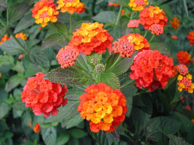 camara_lantana_01.jpg