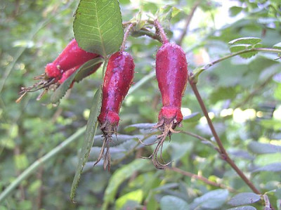 Rosa_holodonta_Hagebutten_fars_2007.jpg