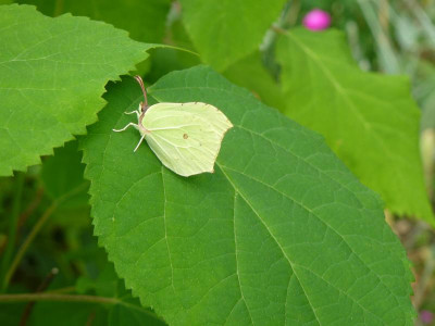Zitronenfalters  (Gonepteryx rhamni).jpg
