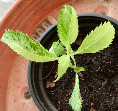 2020-06-27 Cardiandra alternfolia 'Shiro Hakikomi Fu'.jpg