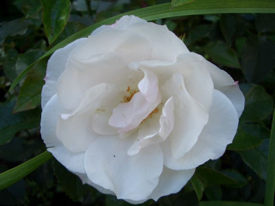 k-CIMG3525_p.d.blute.JPG