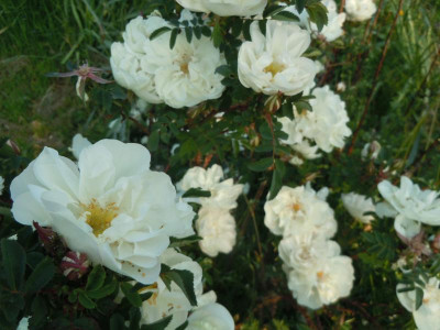 DSCN9597.JPG