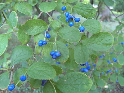 Symplocos_paniculata_1_fars_2007.jpg