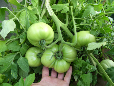 2020-07-03 Tomaten 1.jpg
