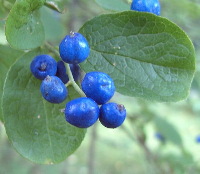 Symplocos_paniculata_2_fars_2007.jpg