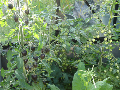 2020-07-03 Tomaten 2.jpg