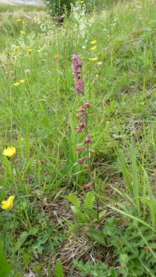 epipactis.JPG