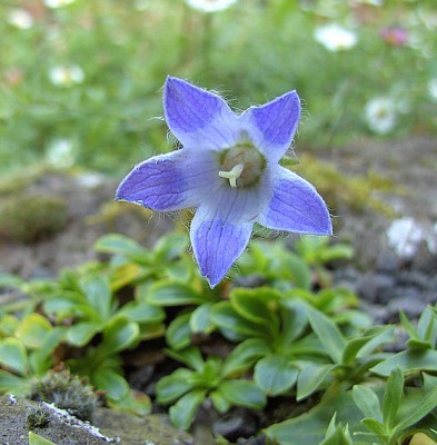 Campanula_chamissonis_2_fars_2007.jpg